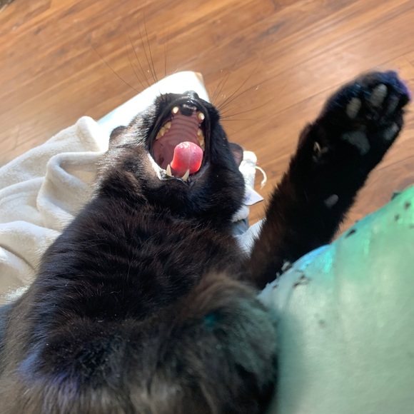 Meet your Posher, Quinn - Picture 2 of 2